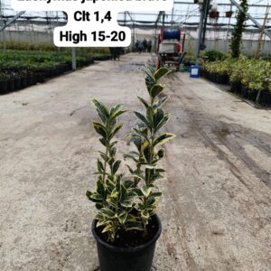 Euonymus Japonica Bravo