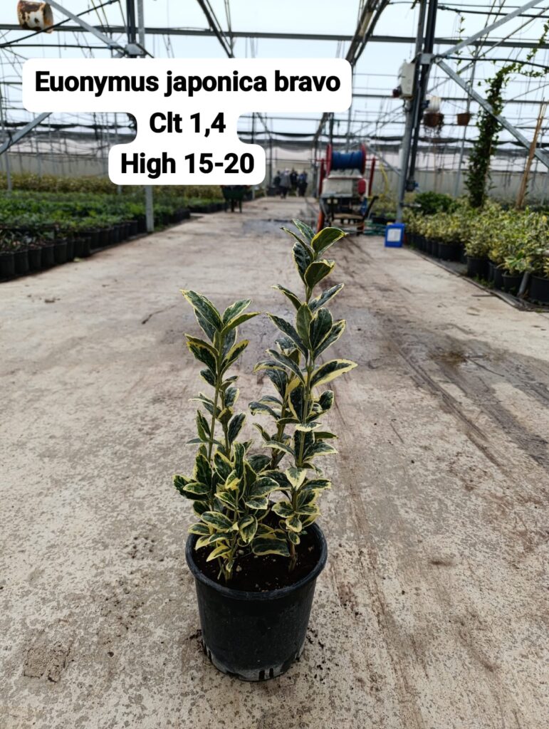 Euonymus Japonica Bravo