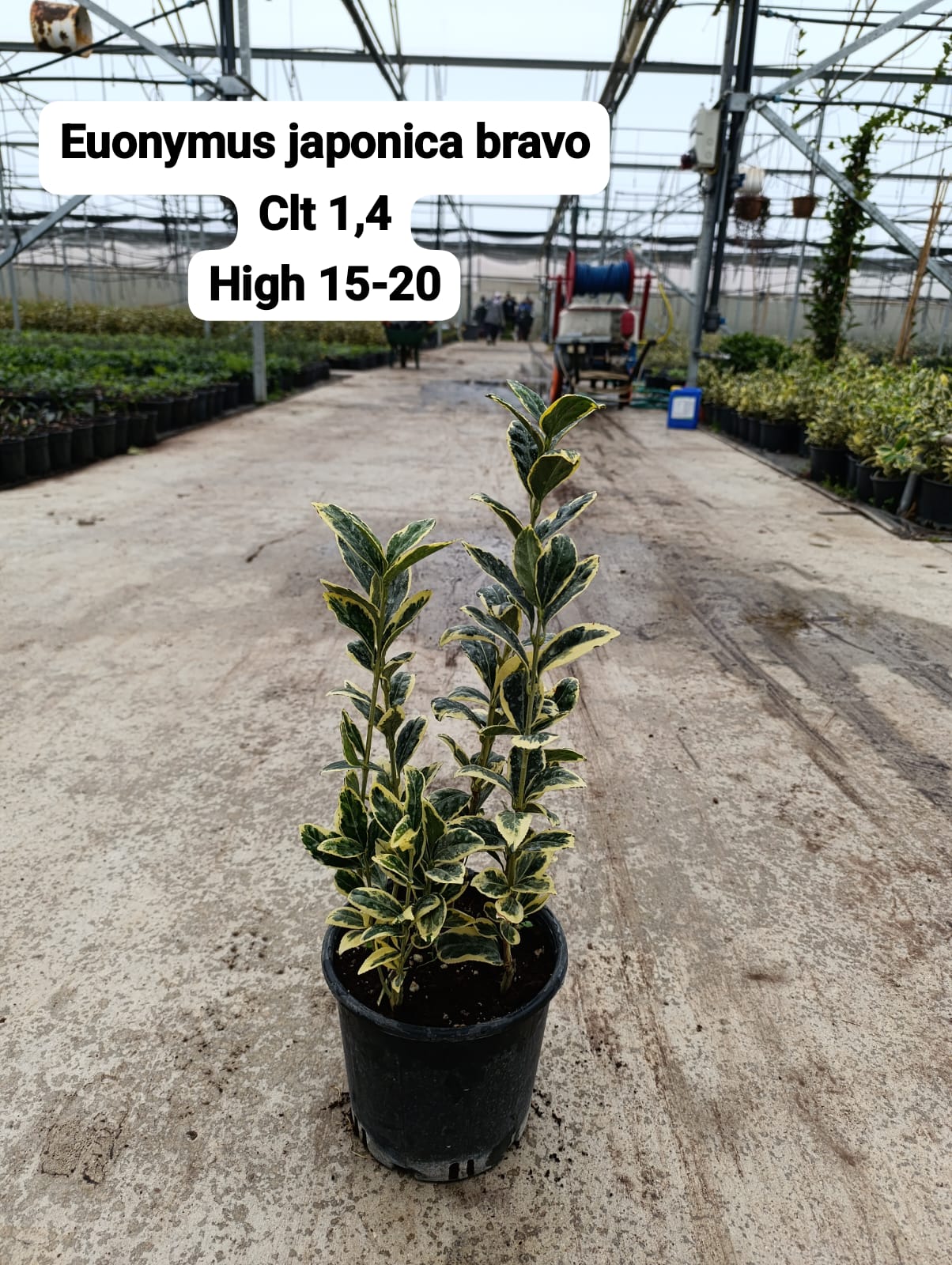 Euonymus Japonica Bravo