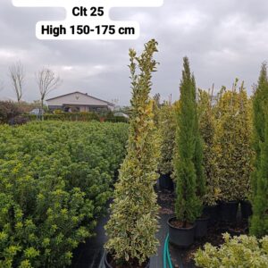 Euonymus Japonica Bravo
