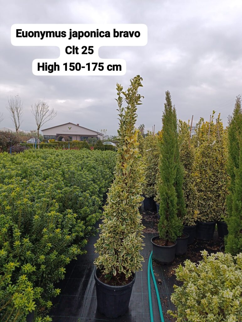 Euonymus Japonica Bravo