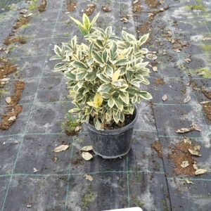 Euonymus Japonica Bravo