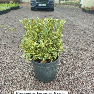 Euonymus Japonica Bravo