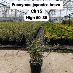 Euonymus Japonica Bravo