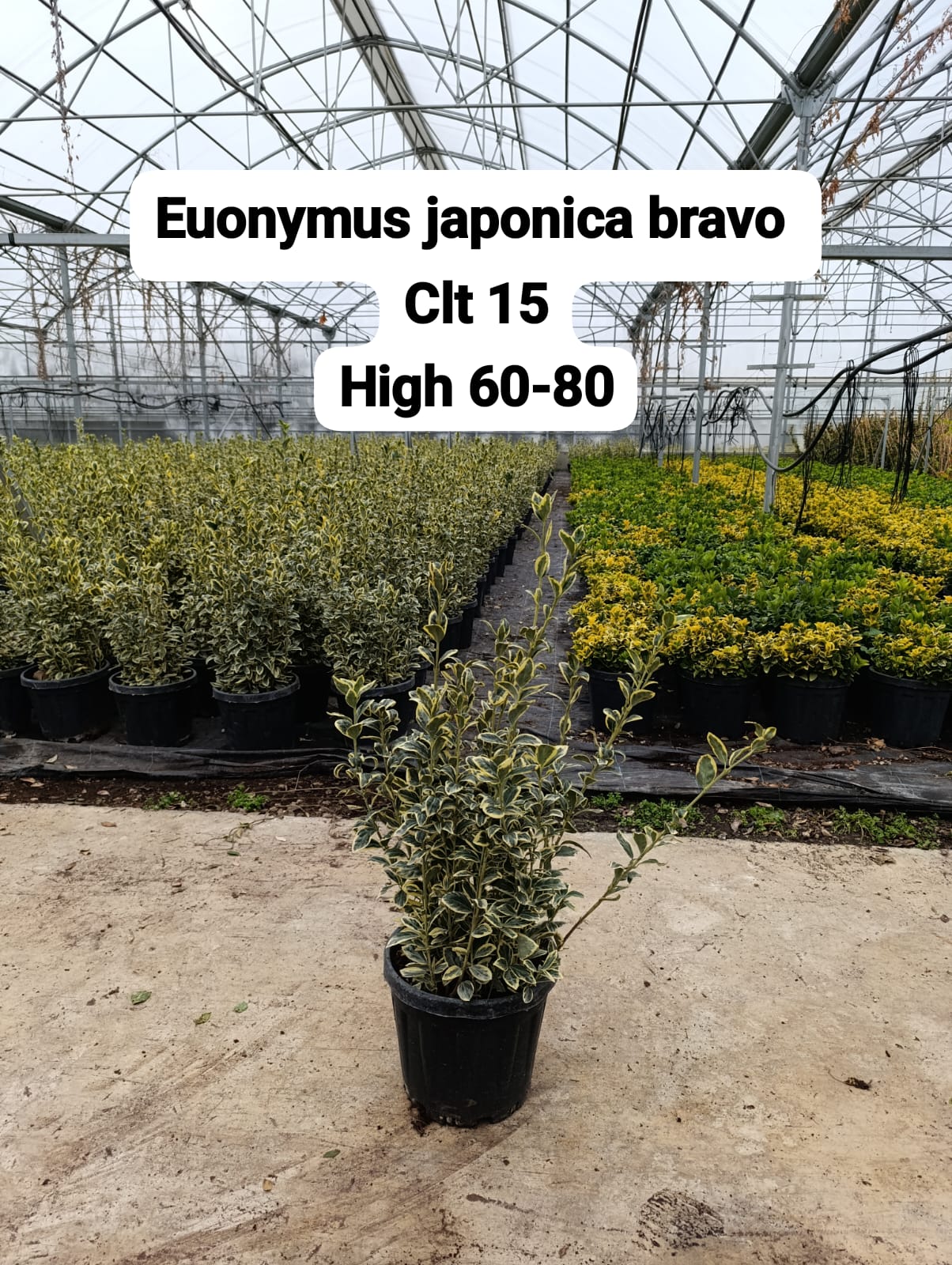 Euonymus Japonica Bravo