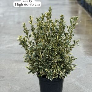 Euonymus Japonica Bravo