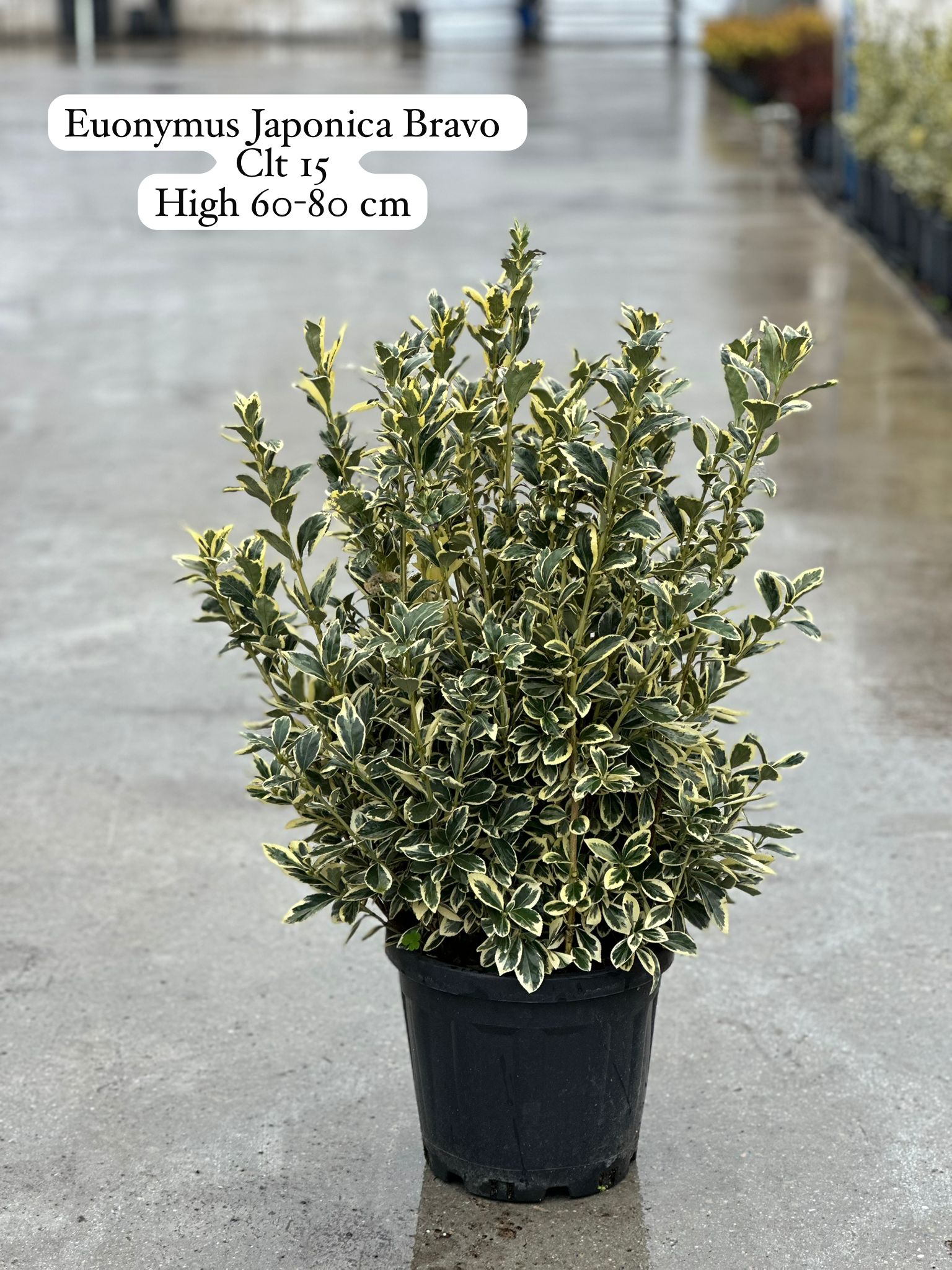 Euonymus Japonica Bravo