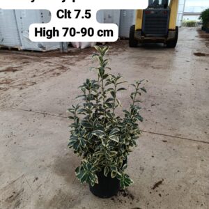 Euonymus Japonica Bravo