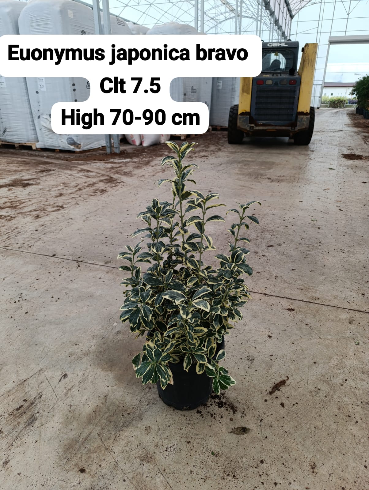 Euonymus Japonica Bravo