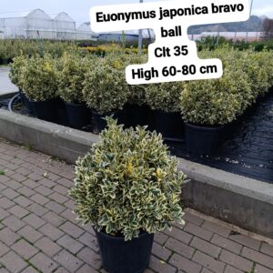 Euonymus Japonica Bravo Ball