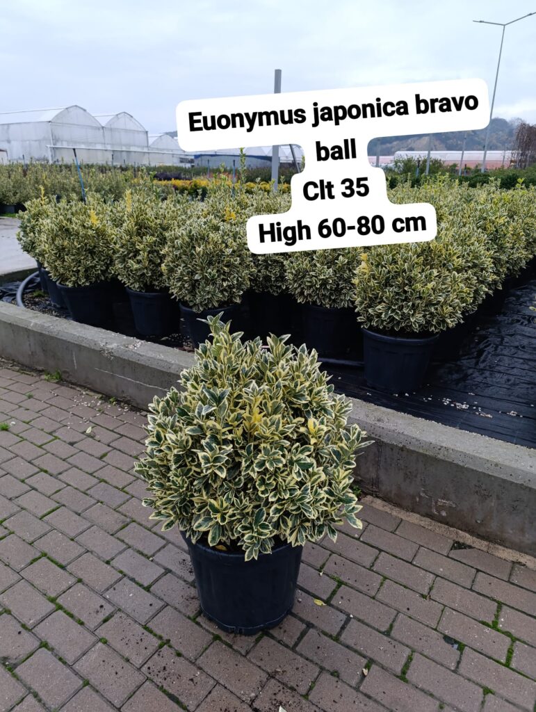 Euonymus Japonica Bravo Ball
