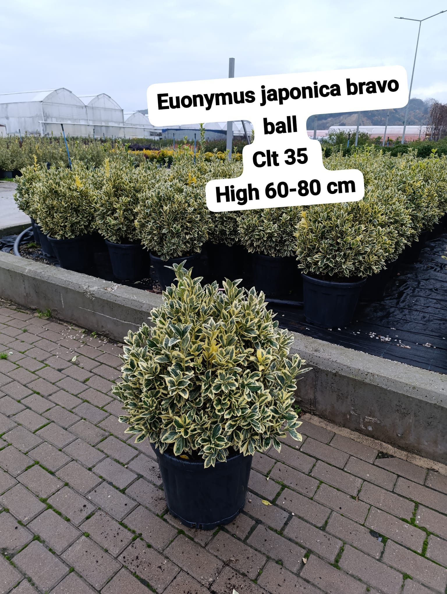Euonymus Japonica Bravo Ball