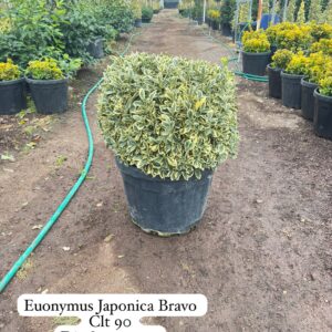 Euonymus Japonica Bravo