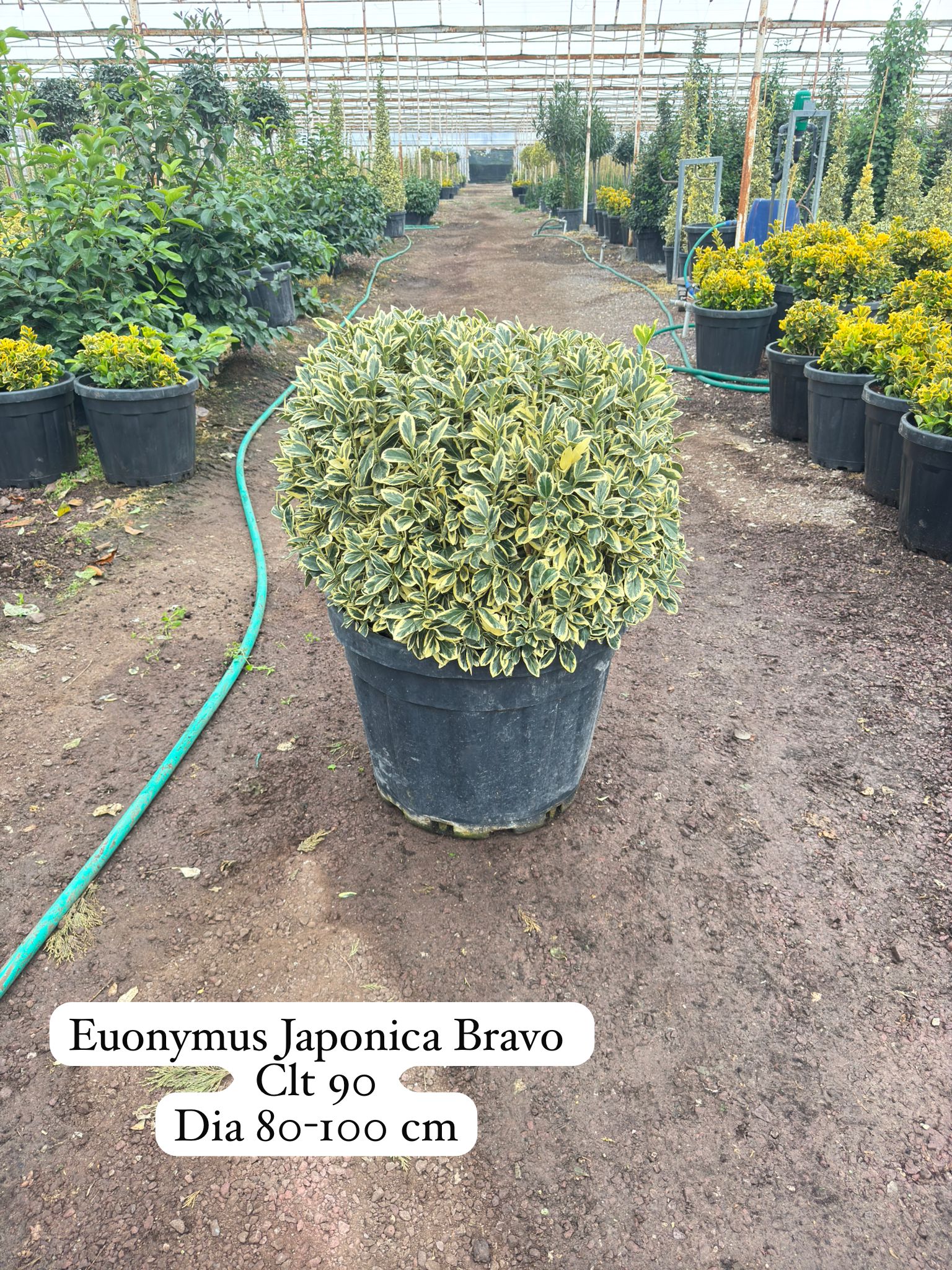 Euonymus Japonica Bravo