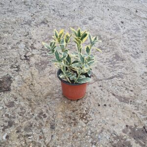 Euonymus Japonica Bravo