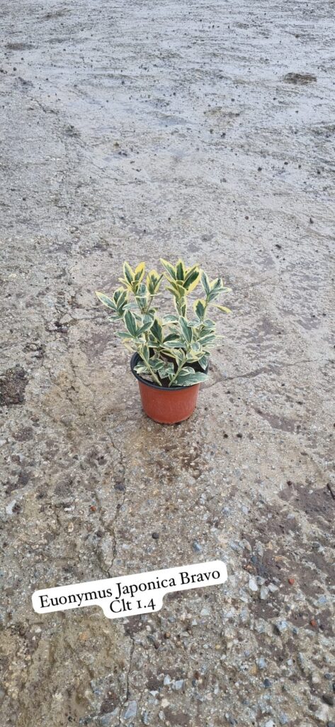 Euonymus Japonica Bravo