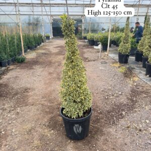 Euonymus Japonica Bravo Pyramid