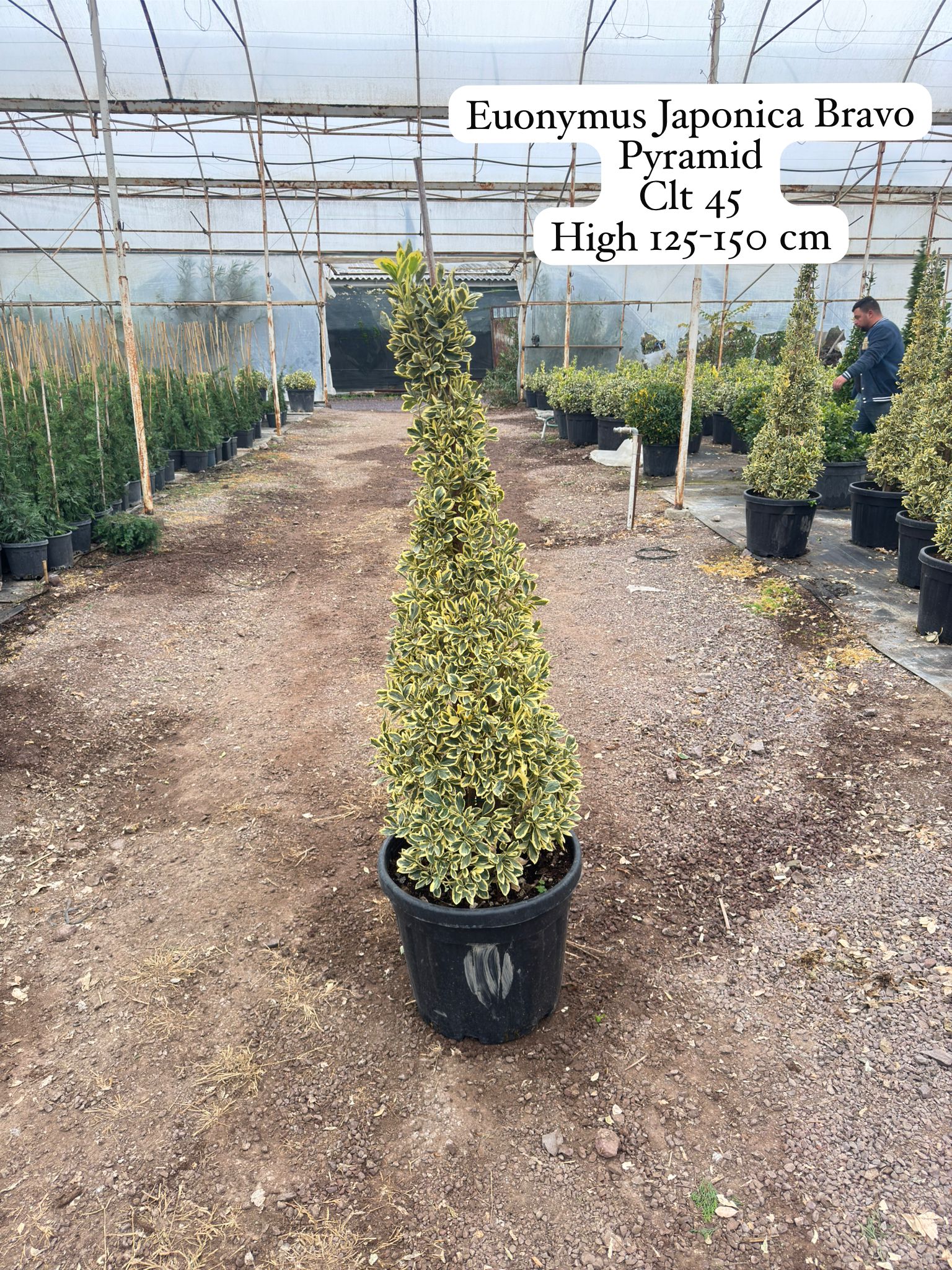 Euonymus Japonica Bravo Pyramid