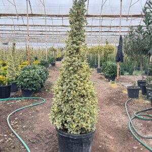 Euonymus Japonica Bravo Pyramid