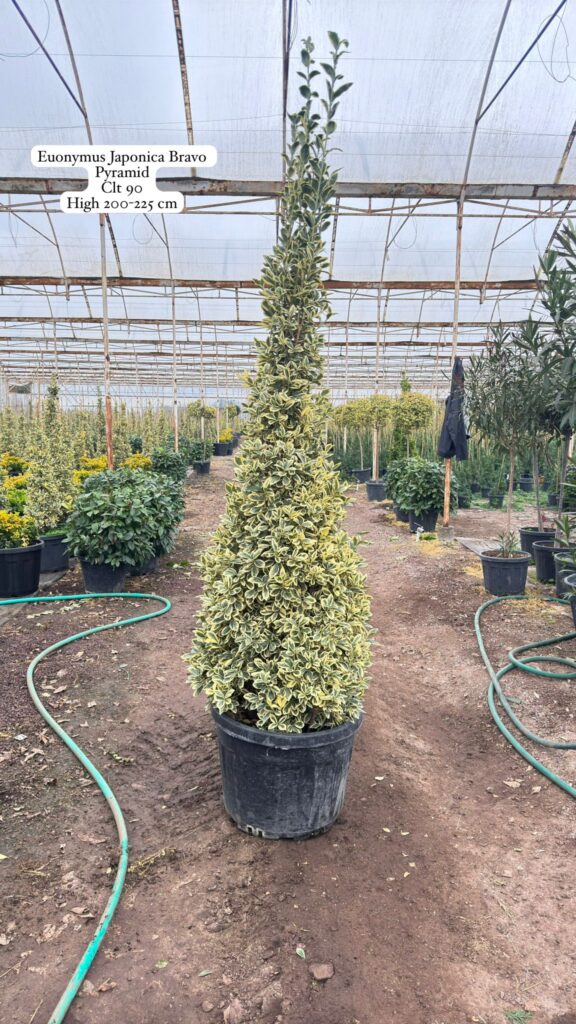 Euonymus Japonica Bravo Pyramid