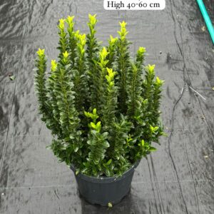 Euonymus Japonica Green Spire