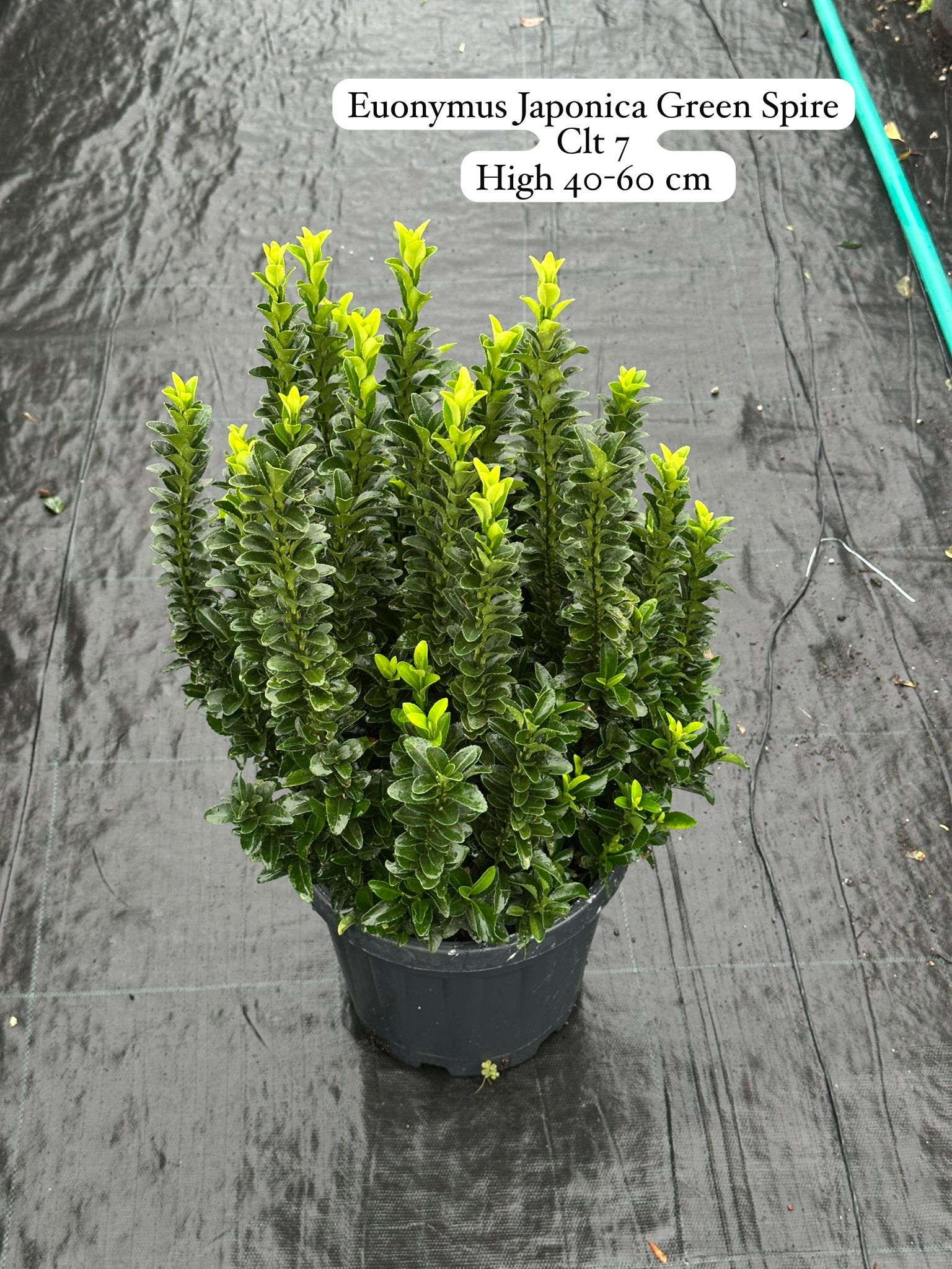 Euonymus Japonica Green Spire