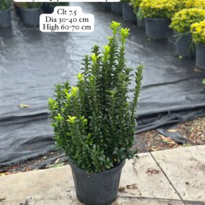 Euonymus Japonica Green Spire