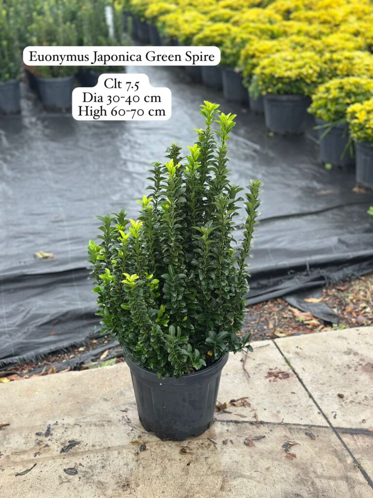 Euonymus Japonica Green Spire