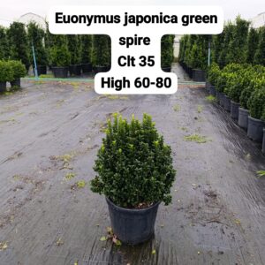Euonymus Japonica Green Spire