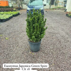 Euonymus Japonica Green Spire