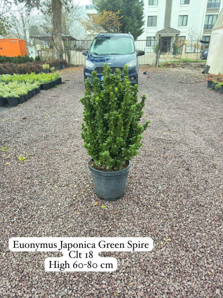 Euonymus Japonica Green Spire