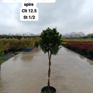 Euonymus Japonica Green Spire