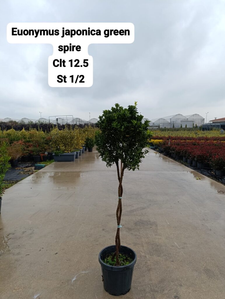 Euonymus Japonica Green Spire