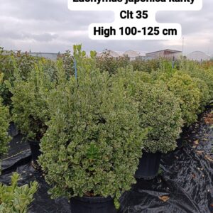 Euonymus Japonica Kathy
