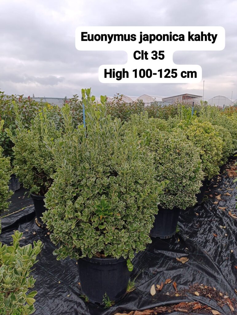 Euonymus Japonica Kathy