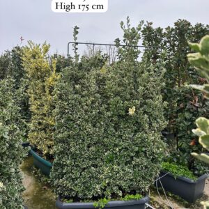 Euonymus Japonica Kathy