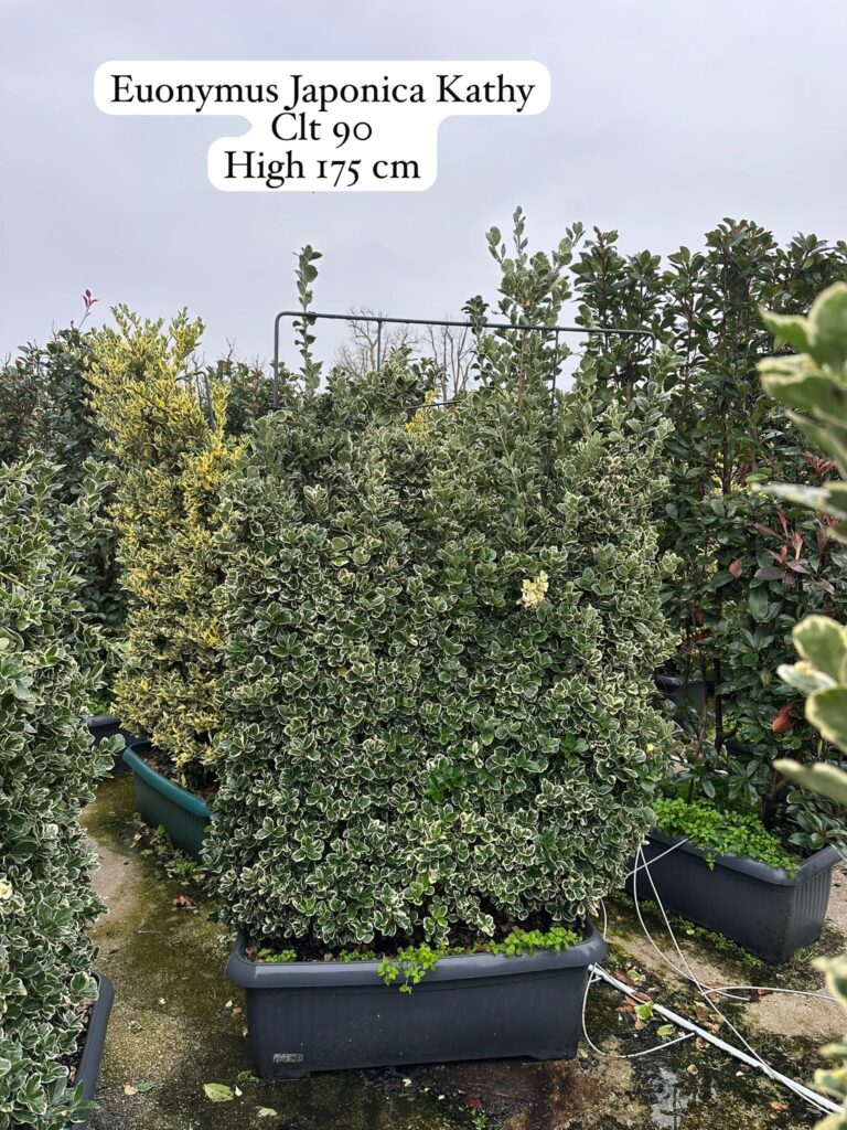 Euonymus Japonica Kathy