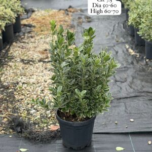 Euonymus Japonica Kathy