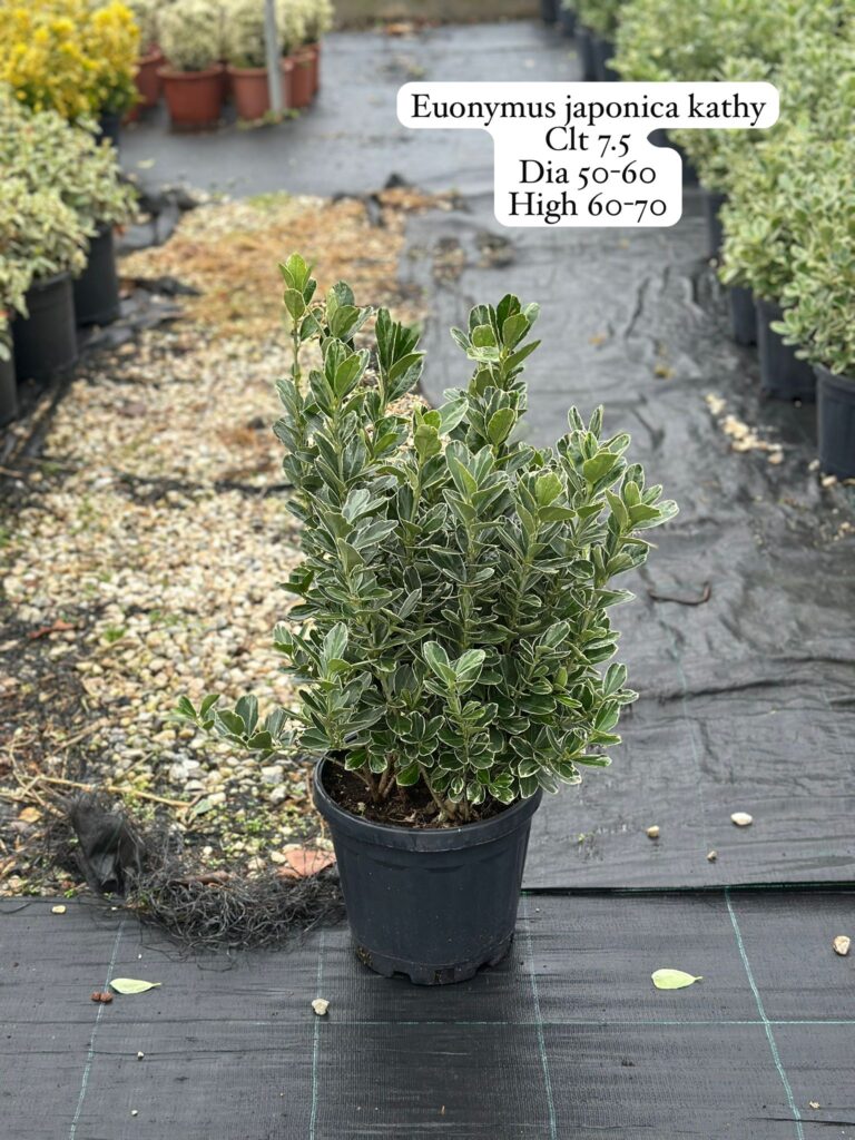 Euonymus Japonica Kathy