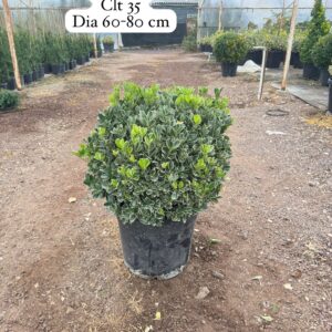 Euonymus Japonica Kathy