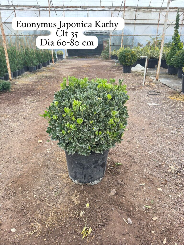 Euonymus Japonica Kathy