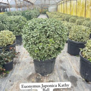 Euonymus Japonica Kathy