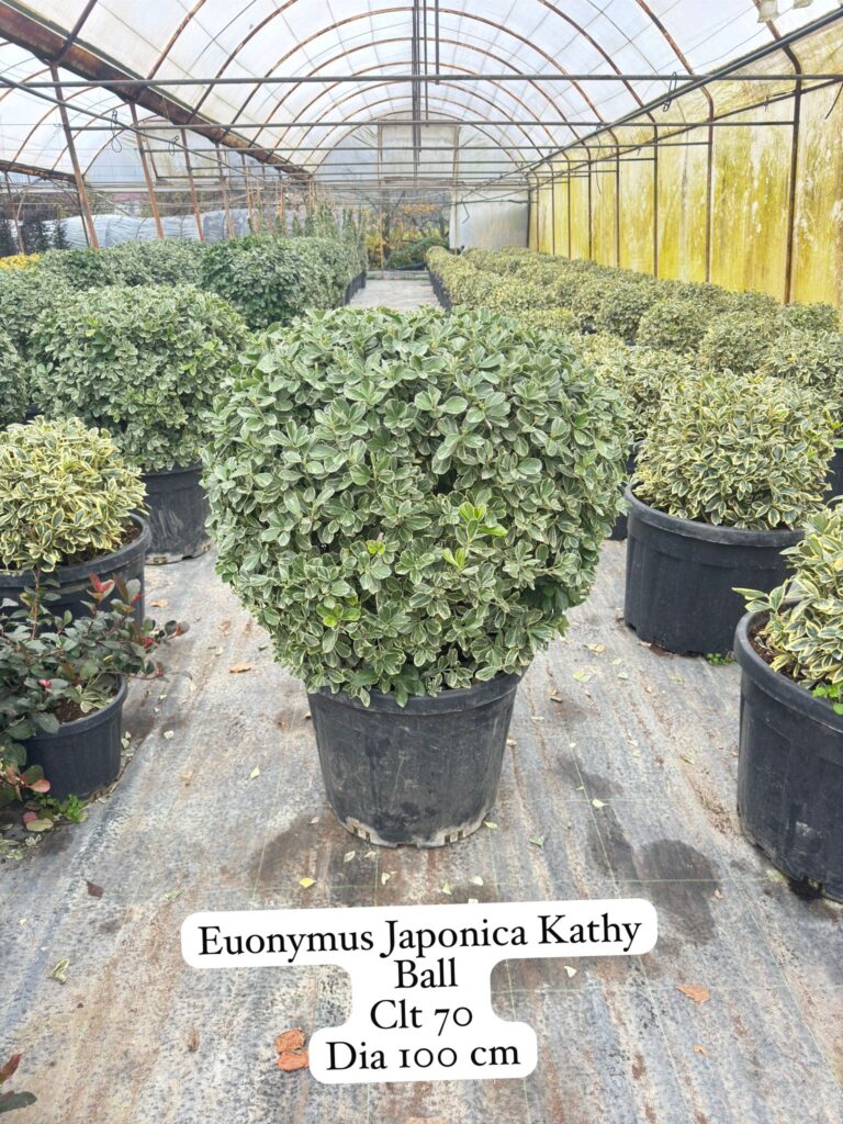 Euonymus Japonica Kathy