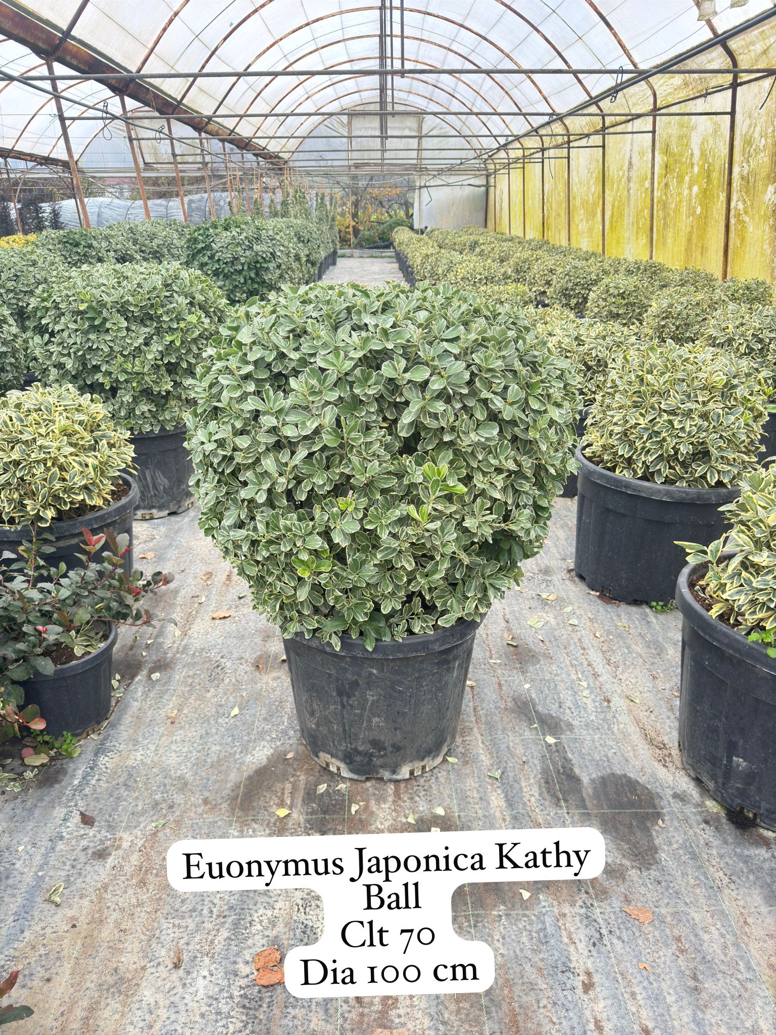 Euonymus Japonica Kathy