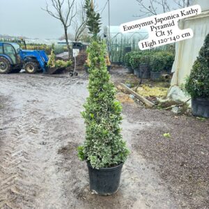 Euonymus Japonica Kathy Pyramid