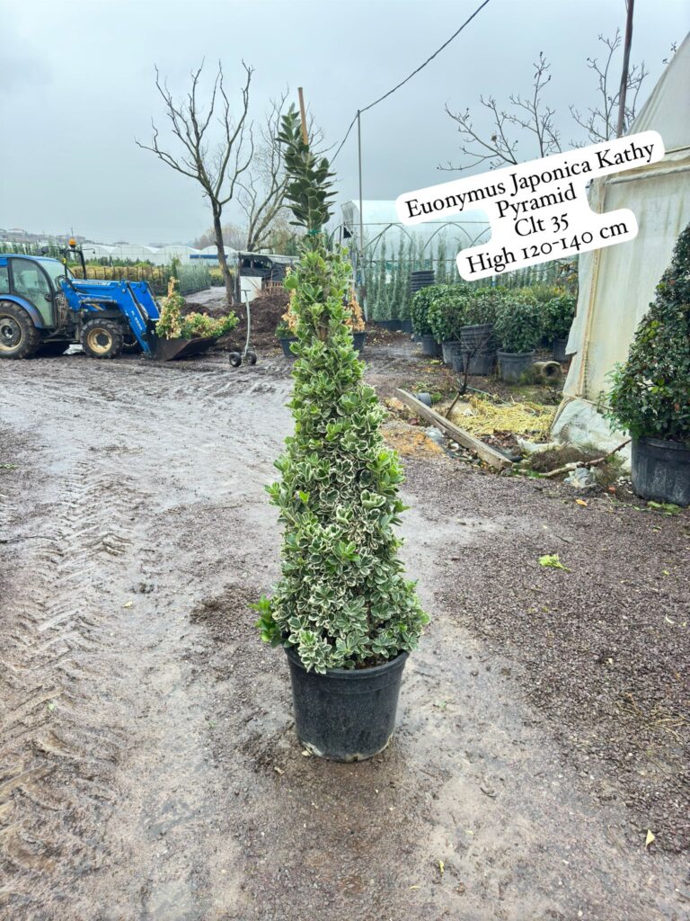 Euonymus Japonica Kathy Pyramid