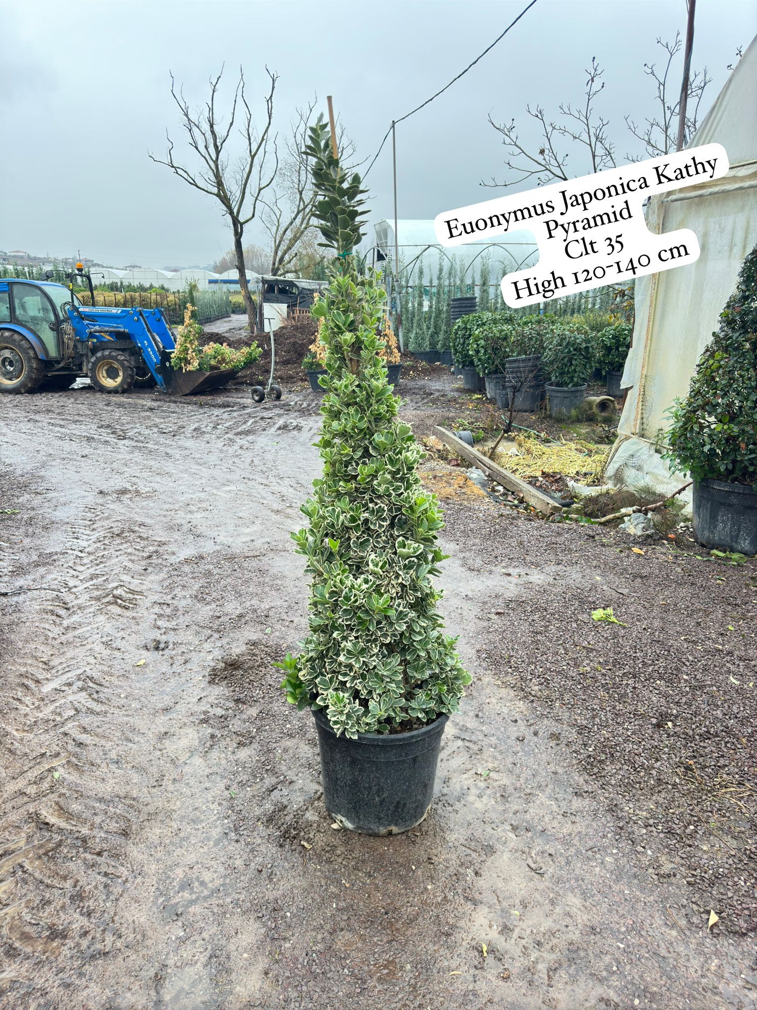 Euonymus Japonica Kathy Pyramid