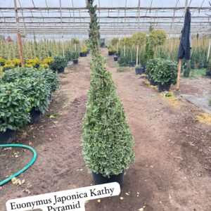 Euonymus Japonica Kathy Pyramid