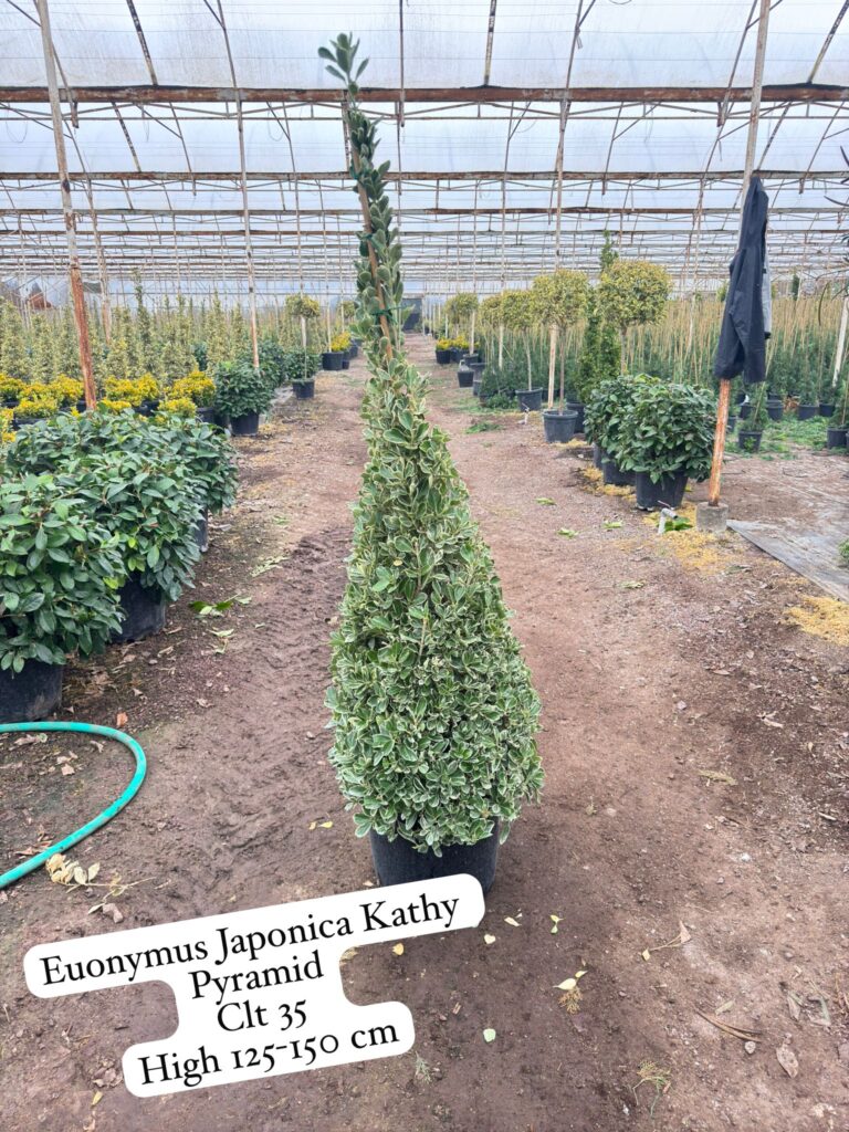 Euonymus Japonica Kathy Pyramid