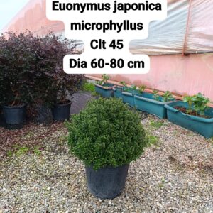 Euonymus Japonica Microphyllus